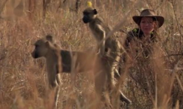 动物和人交配视频,探索自然与伦理的边界