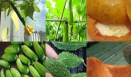 六点半吃瓜爆料,揭秘娱乐圈最新热点事件